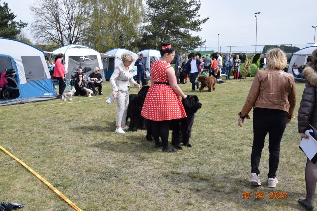 pieski2 16